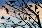 A_Murder_Of_Crows_001_KTA0843