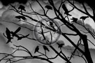 A_Murder_Of_Crows_003_KTA0875
