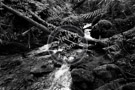 Creek -001_Black_N_White_DSC_8724