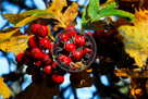 Fall_Colours_003_KMT6946