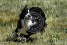Sheepdog_002_KMT3082