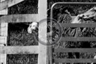 Sheepdog_007_Black_N_White_KMT2794