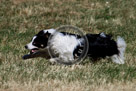 Sheepdog_012_KMT3230-Edit