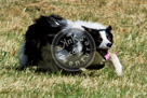 Sheepdog_013_KMT3236 